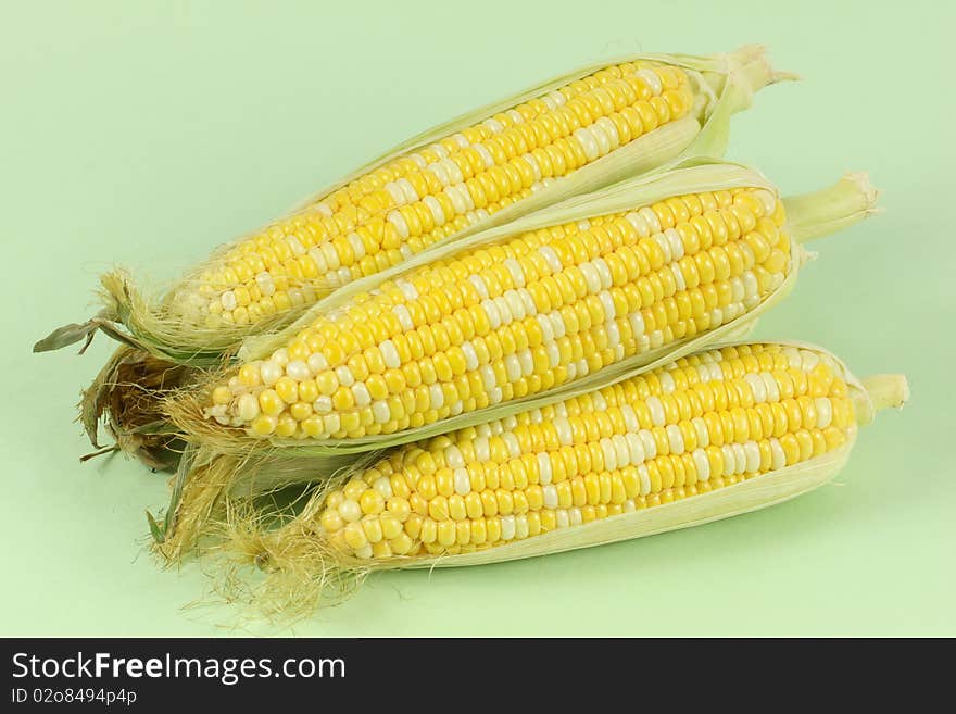 Colorful traditional Thanksgiving corn, isolated on green. Colorful traditional Thanksgiving corn, isolated on green