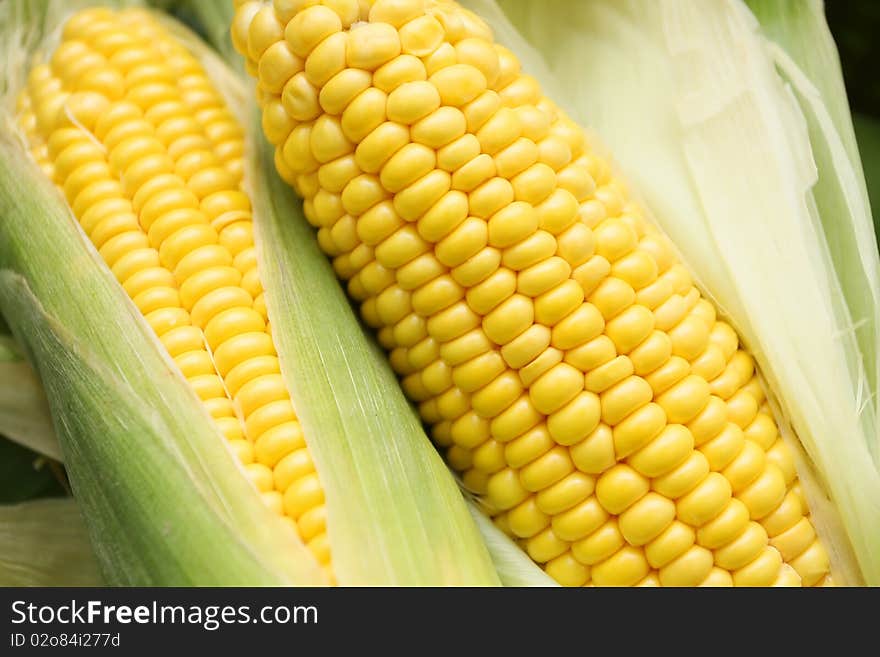 Corn is rich in fiber and delicious. Corn is rich in fiber and delicious