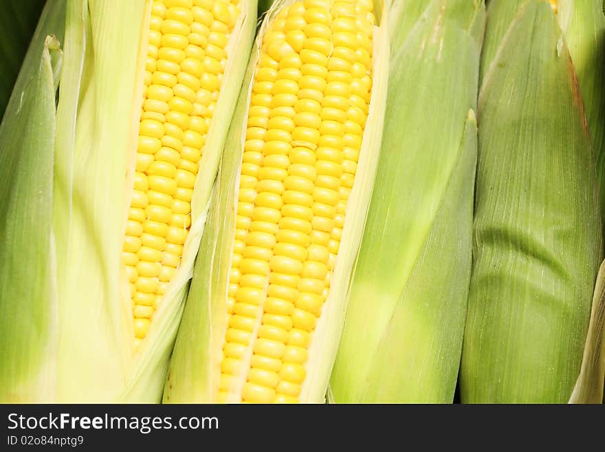 Corn is rich in fiber and delicious. Corn is rich in fiber and delicious