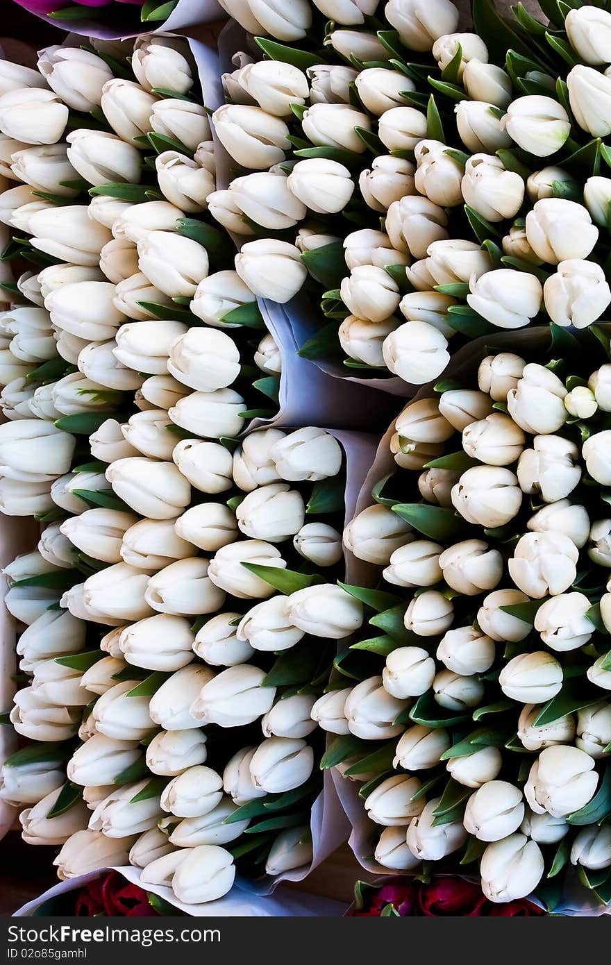 Detail of Amsterdam flowers market: the best tulips of the world