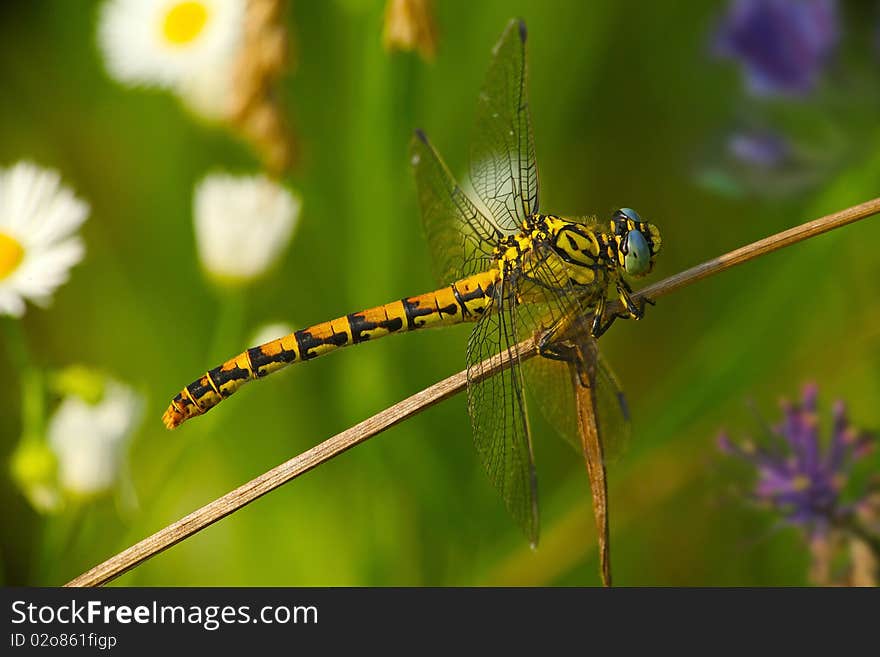 Colorful Dragonfly On A Colorful Lawn