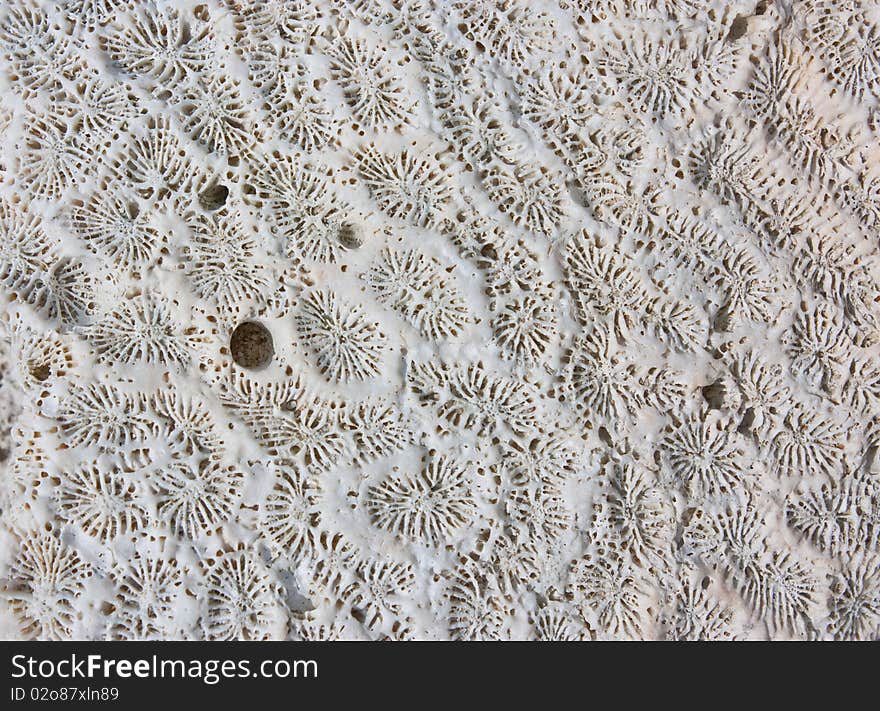 Texture of beautiful white coral