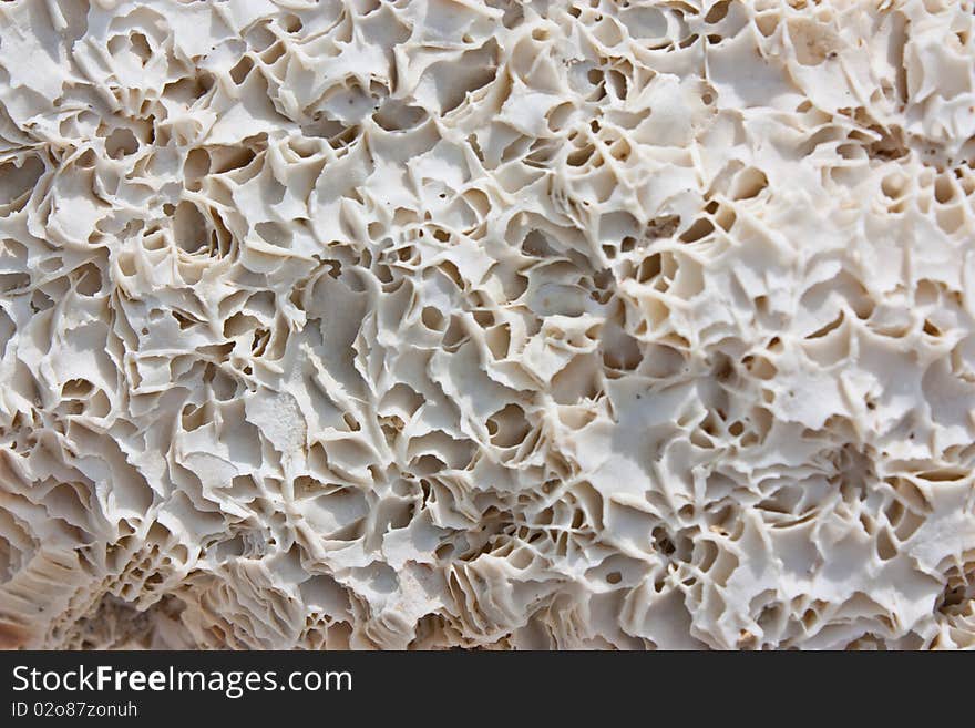 Texture of beautiful white coral