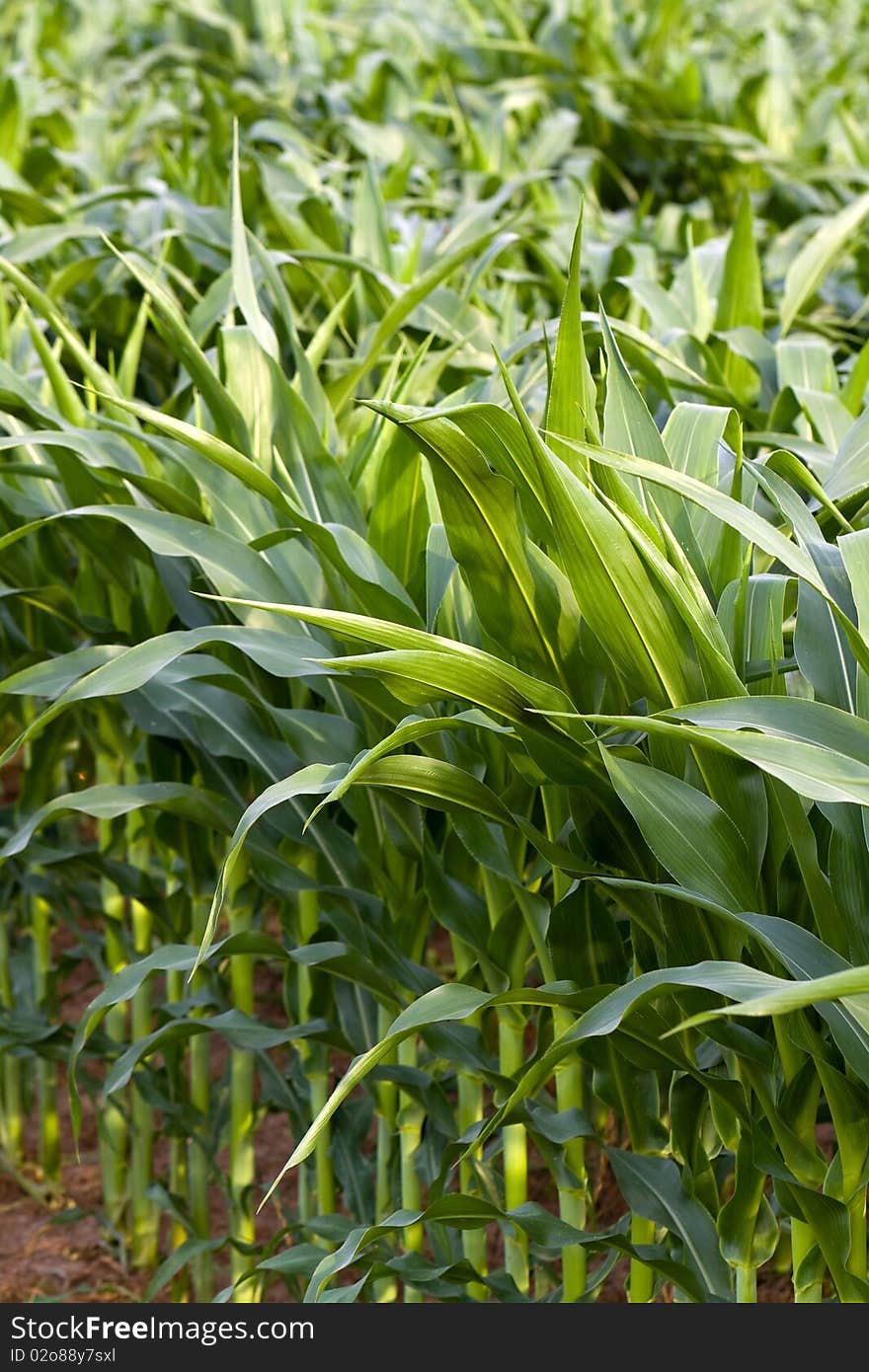 By sunshine,field of maize in the summer