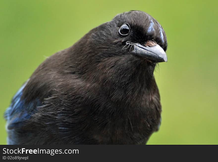 Close up of a Alaskan Stellar's Jay