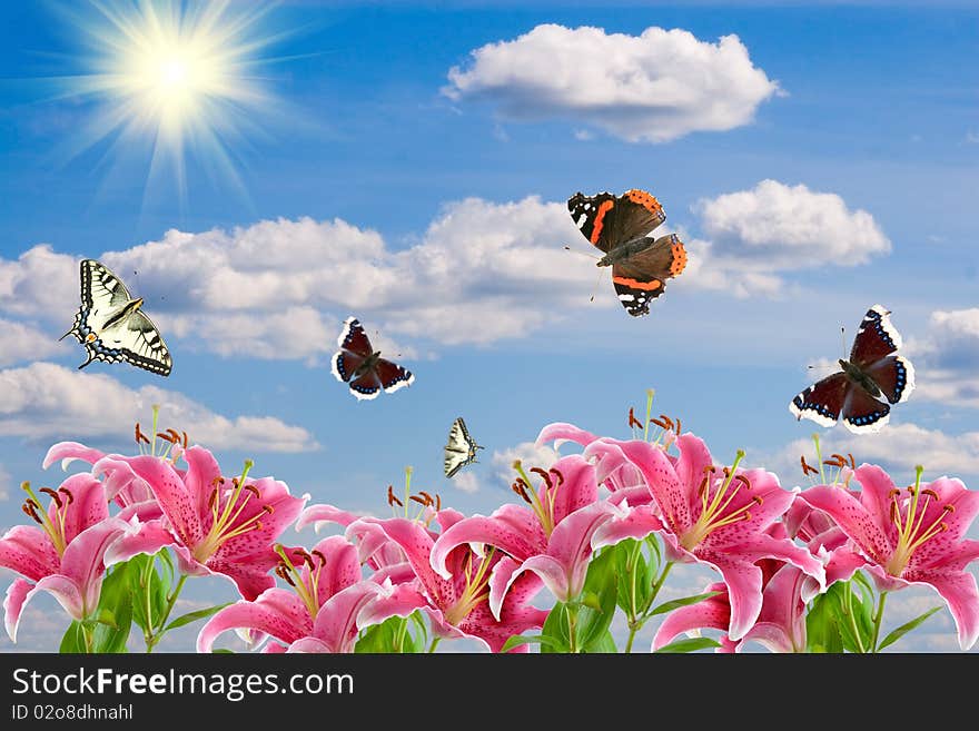 Pink lilies and a butterflies on the background of cloudy sky with the sun