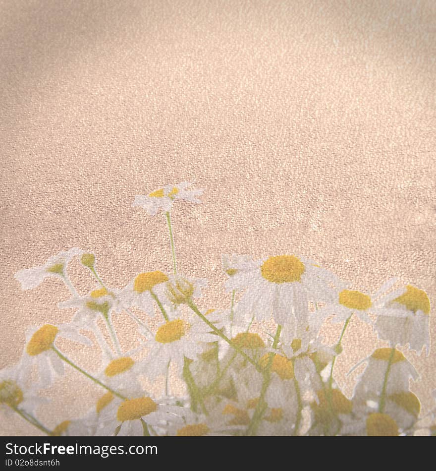 Texture of old paper with daisy flowers. Texture of old paper with daisy flowers