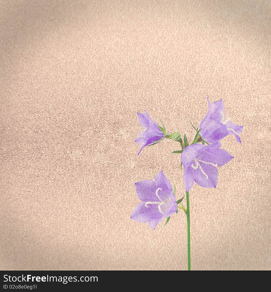 Texture of old paper with handbell flowers. Texture of old paper with handbell flowers