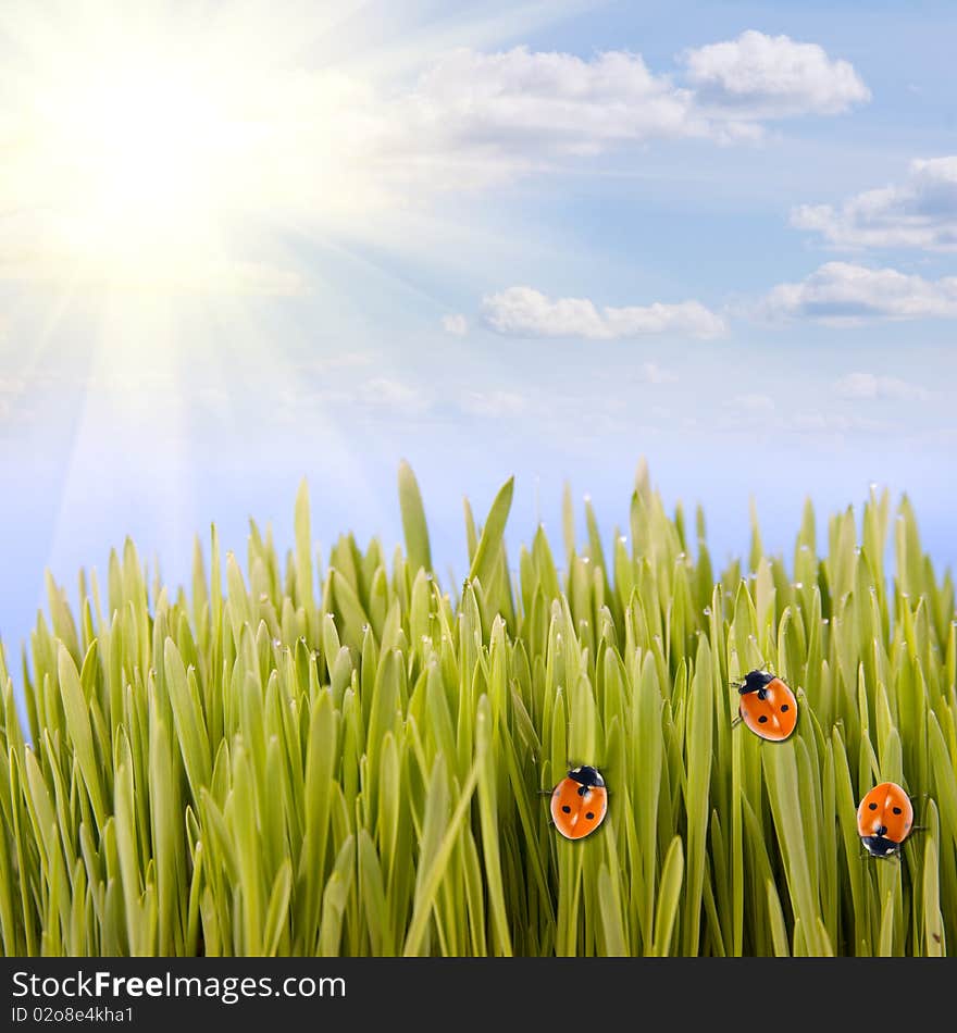 Green grass and ladybugs on the skyline