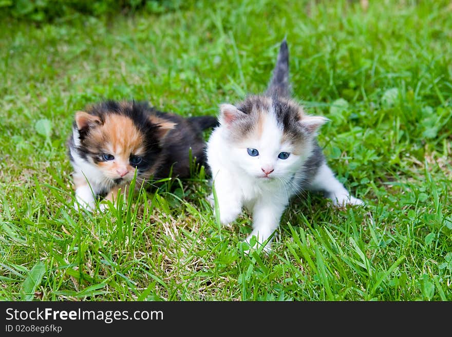 Two little kittens on the green grass