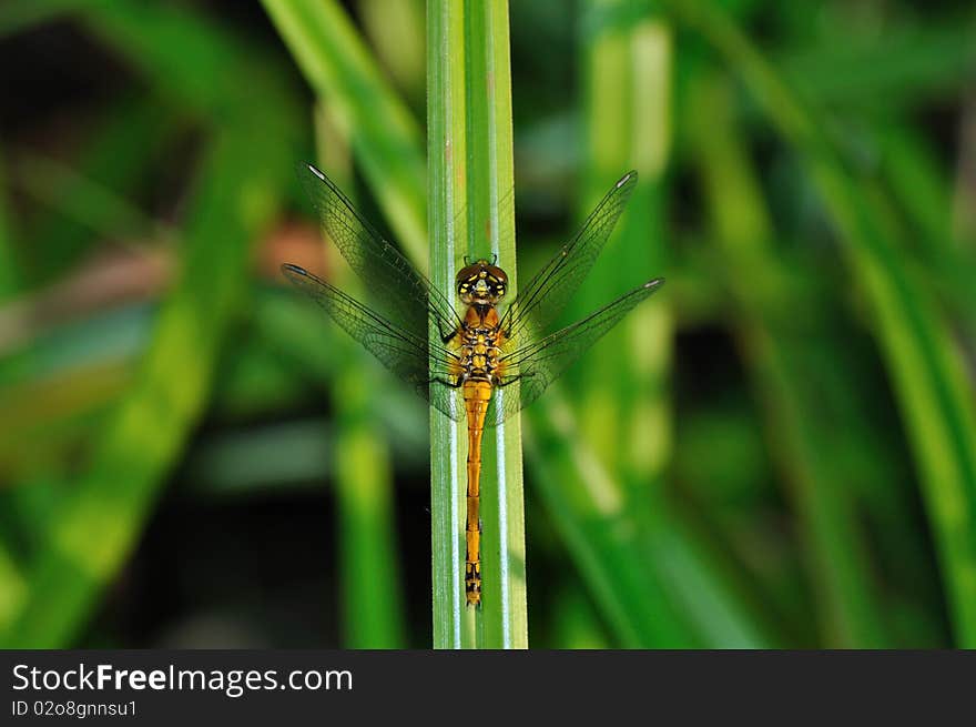 Ruddy Darter (Sympetrum sanguineum) Dragonfly in green grass. Ruddy Darter (Sympetrum sanguineum) Dragonfly in green grass.