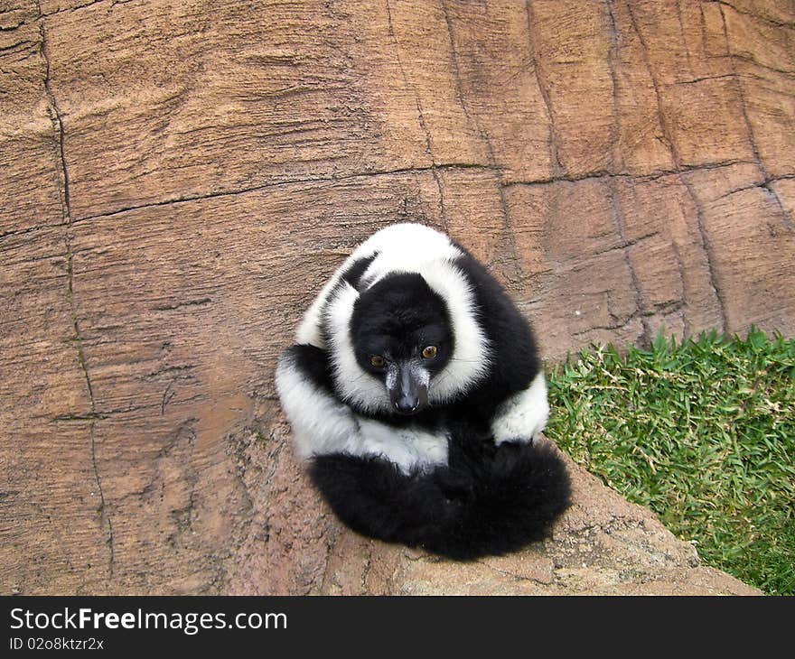 A lemur sitting to have it's portrait taken. A lemur sitting to have it's portrait taken.