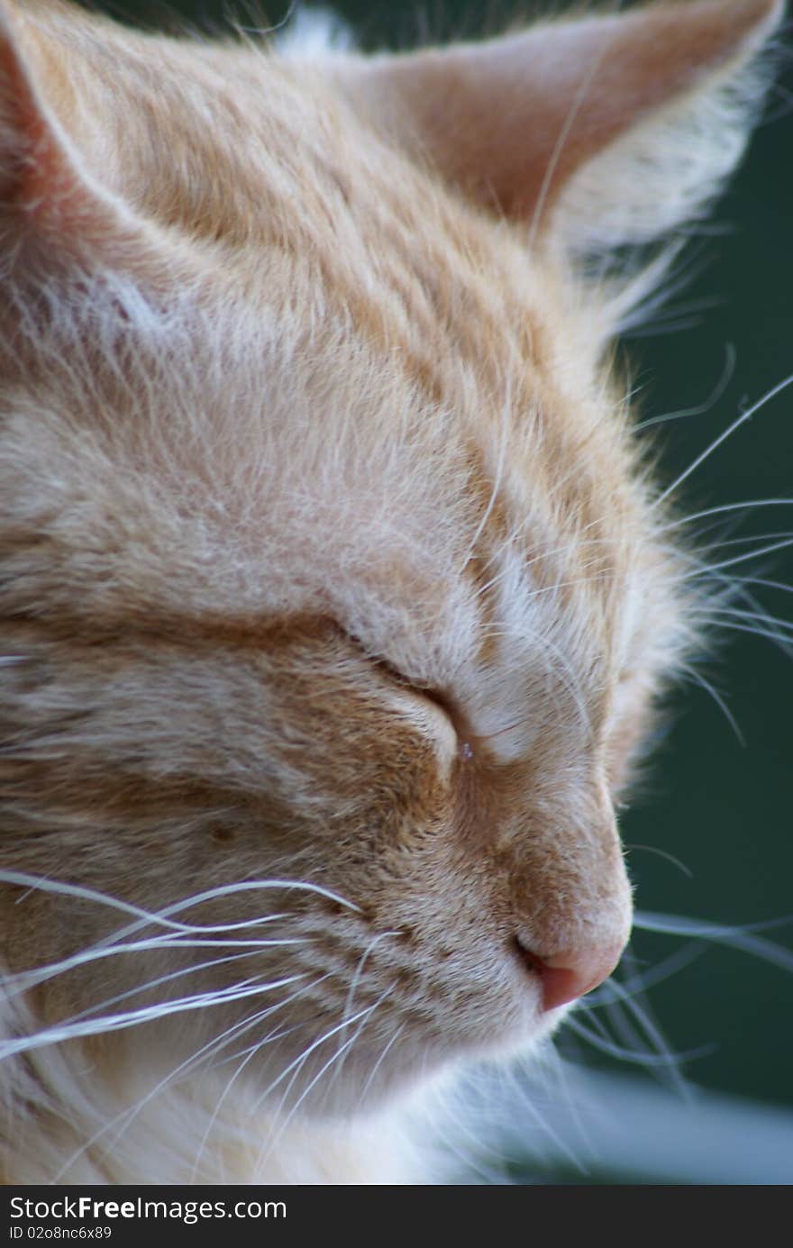 Beautiful tabby cat resting after a meal. Beautiful tabby cat resting after a meal