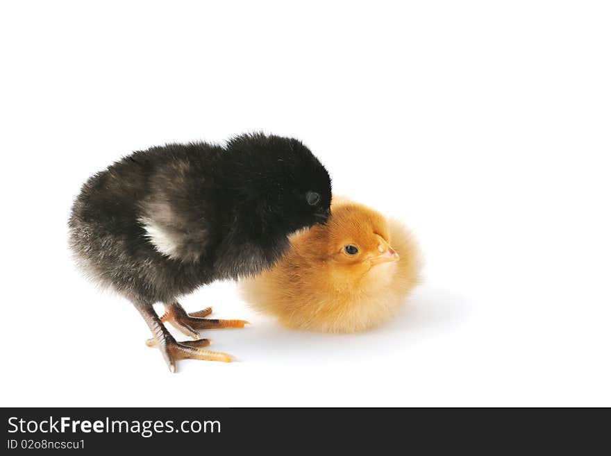 Two brothers young baby chickens, black and yellow, isolated on white. Two brothers young baby chickens, black and yellow, isolated on white