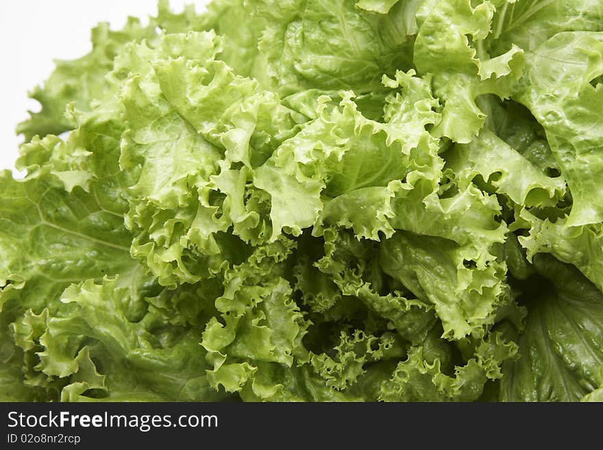 Close up of fresh butter-head lettuce isolated on white background