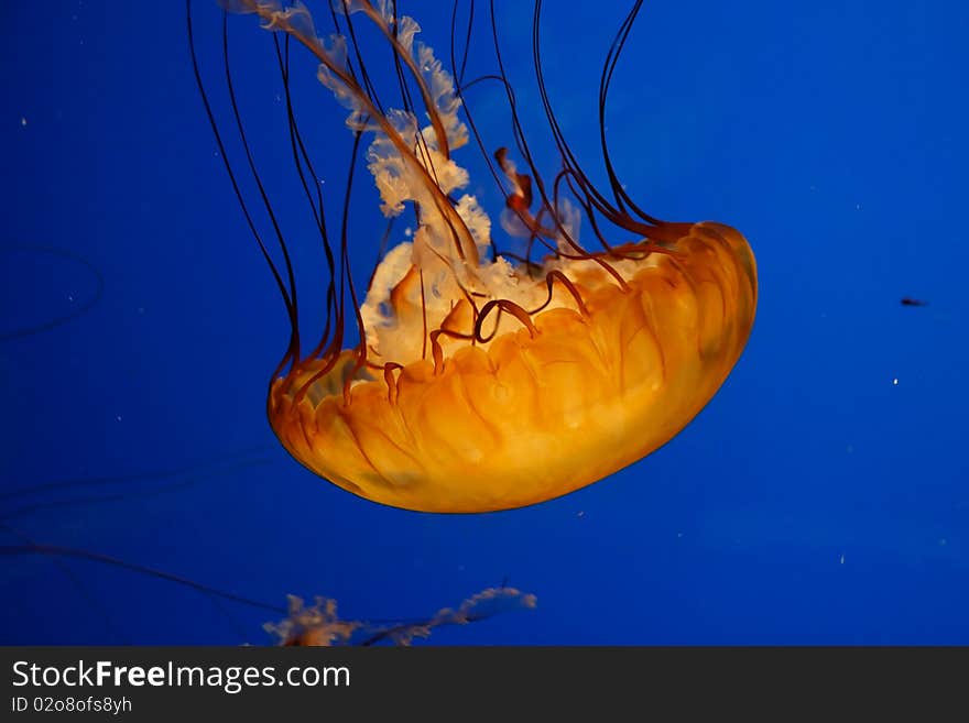 Jellyfish in the San Francisco Aquarium