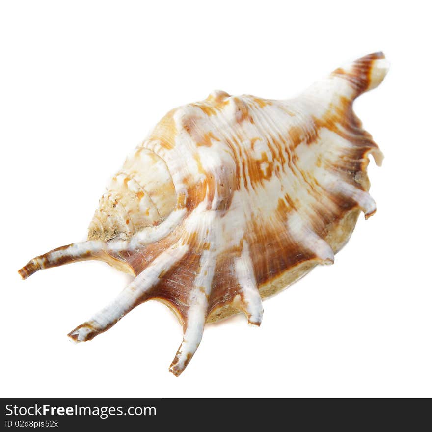 Sea unusual cockleshell on a white background