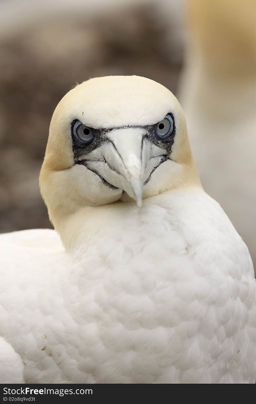 Angry Nortern Gannet Looking At You