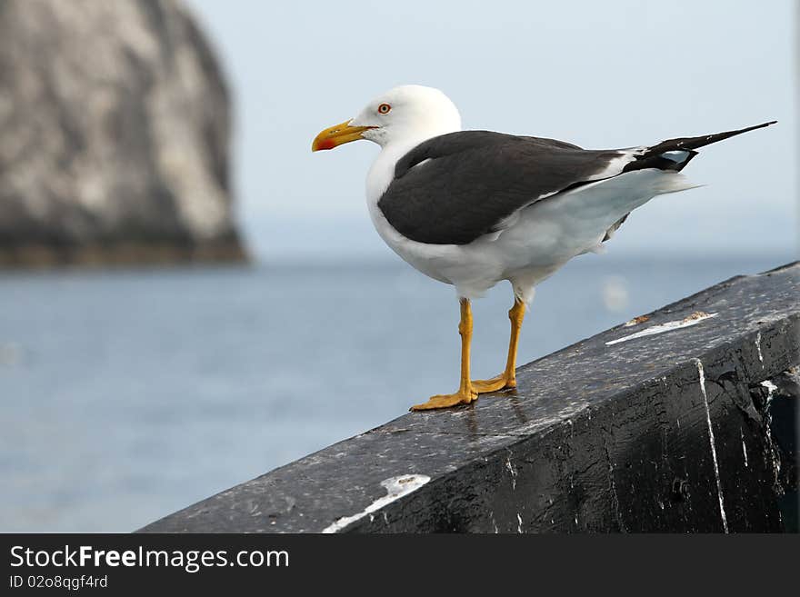 Sea gull sitting on a boat