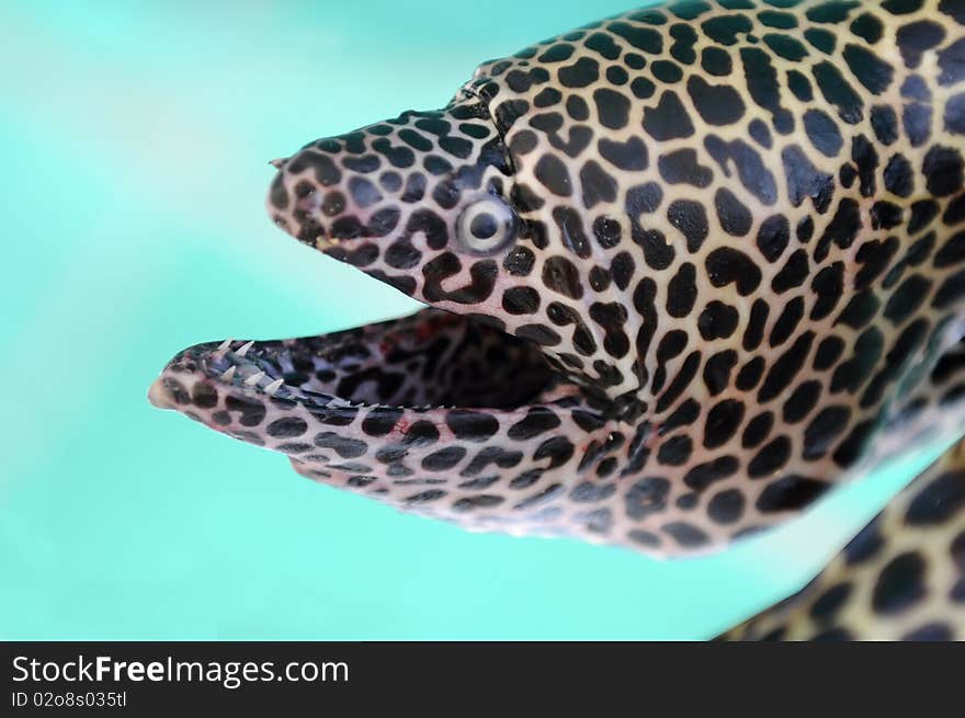 Honeycomb Moray Eel