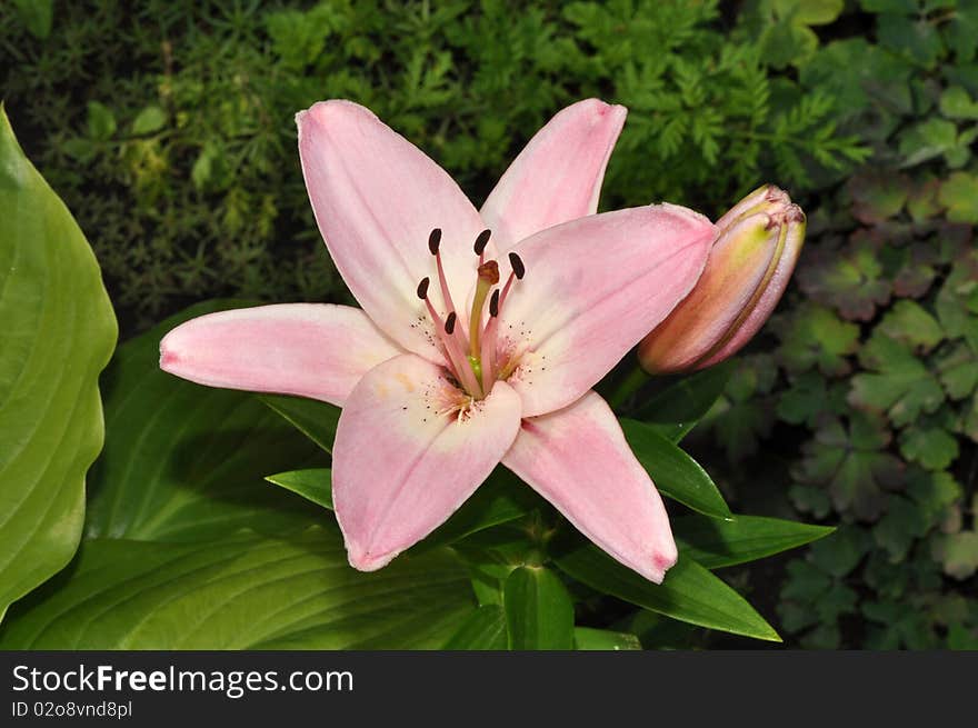 Picture of garden lily on green leaves