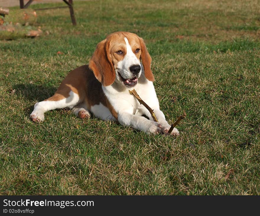 Beuatiful dog lies in a sunny garden. Beuatiful dog lies in a sunny garden