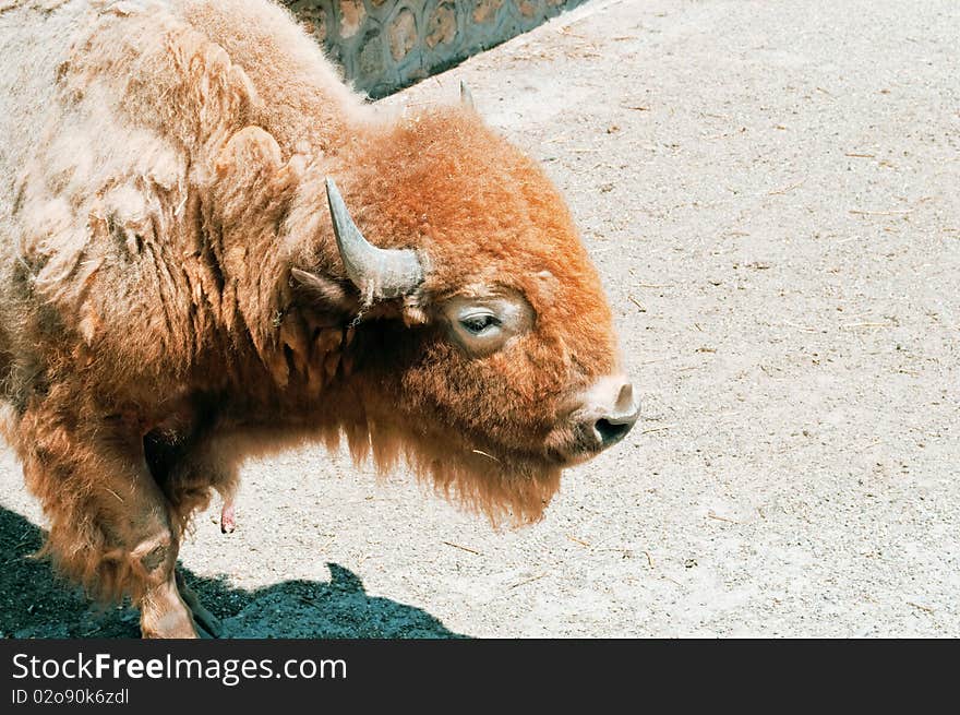 American bison in the zoo