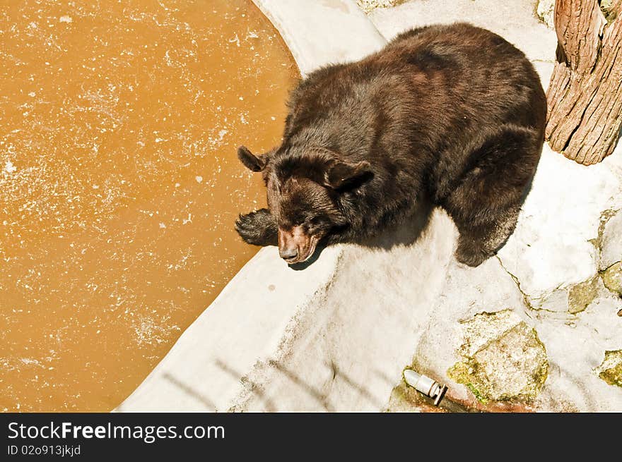 Brown bear resting at the concrete tile in the zoo