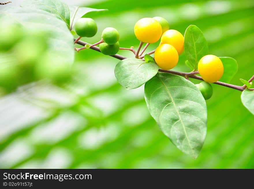 Yellow fruit