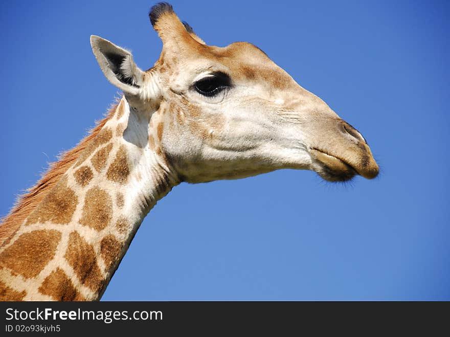 Giraffe