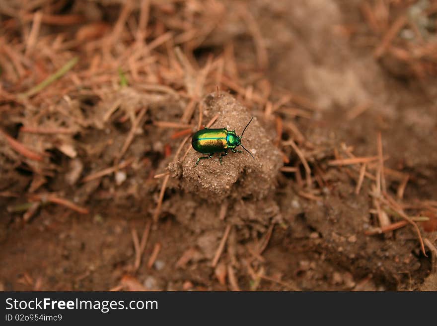 Little green bug on hay