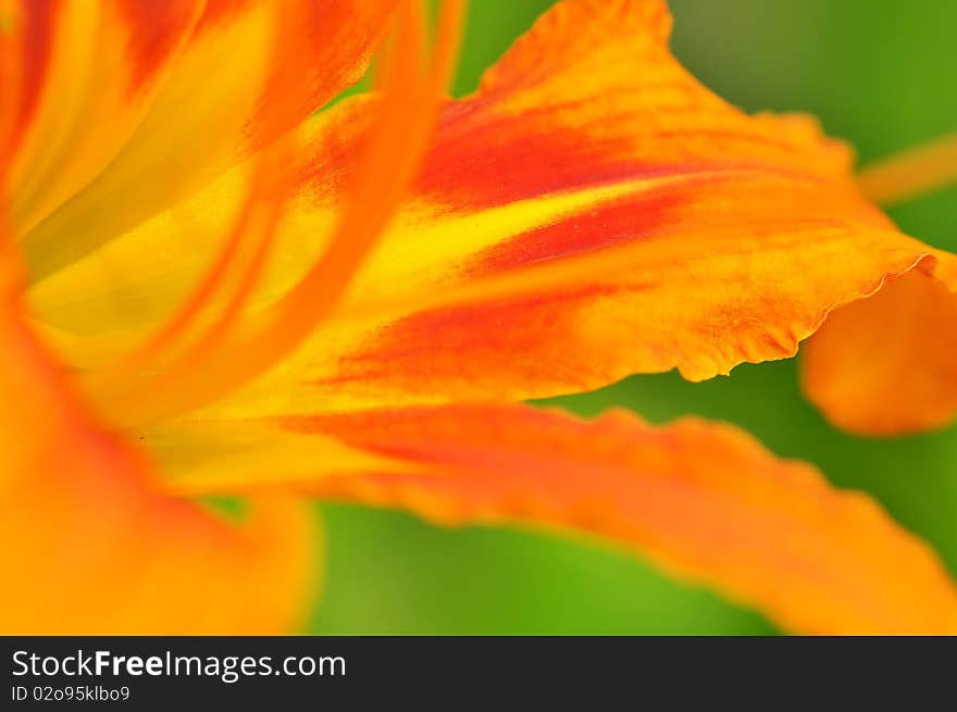 Beautiful orange color Hemerocallis close up, presenting its pistil, stamen and pollen. Beautiful orange color Hemerocallis close up, presenting its pistil, stamen and pollen.