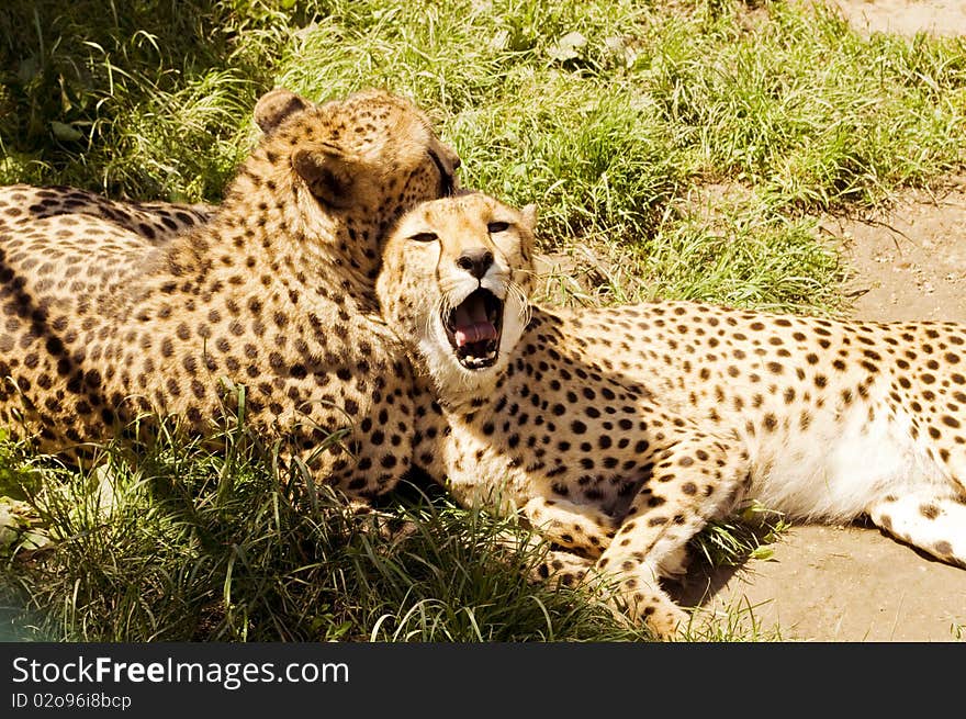 Two cheetahs playing and resting