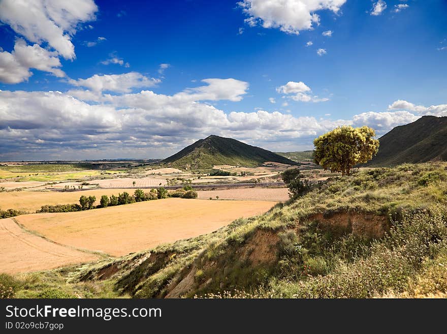 Rural landscape with tree and crop fields