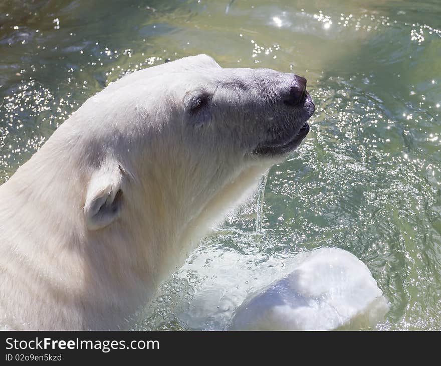 Polar bear