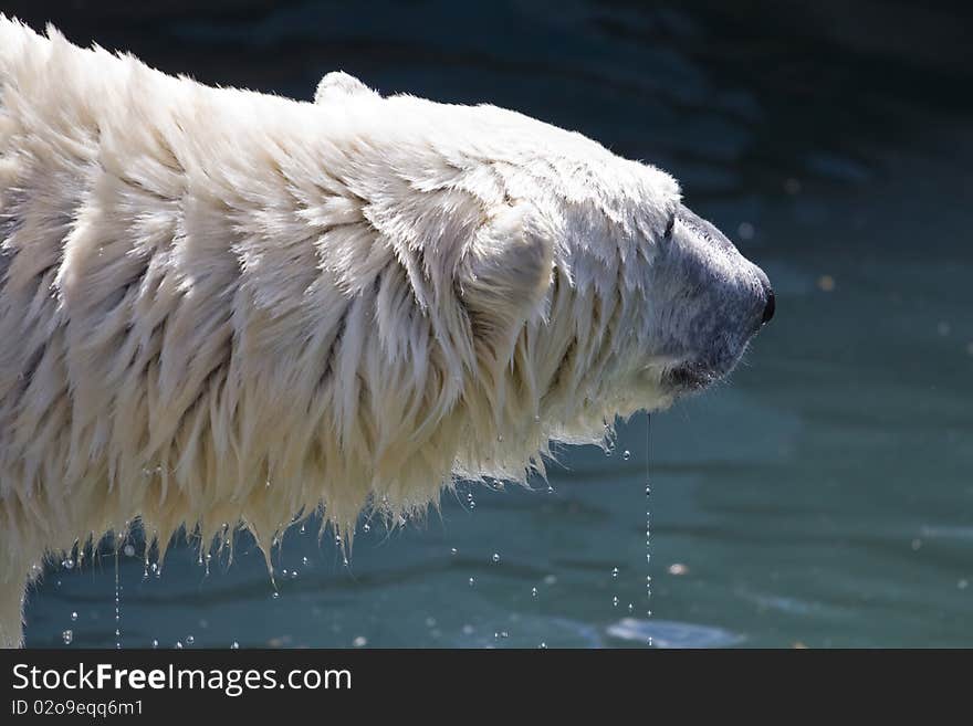 Polar Bear.