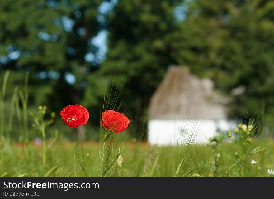 Poppies in a field with old farm in the
 background. Poppies in a field with old farm in the
 background.