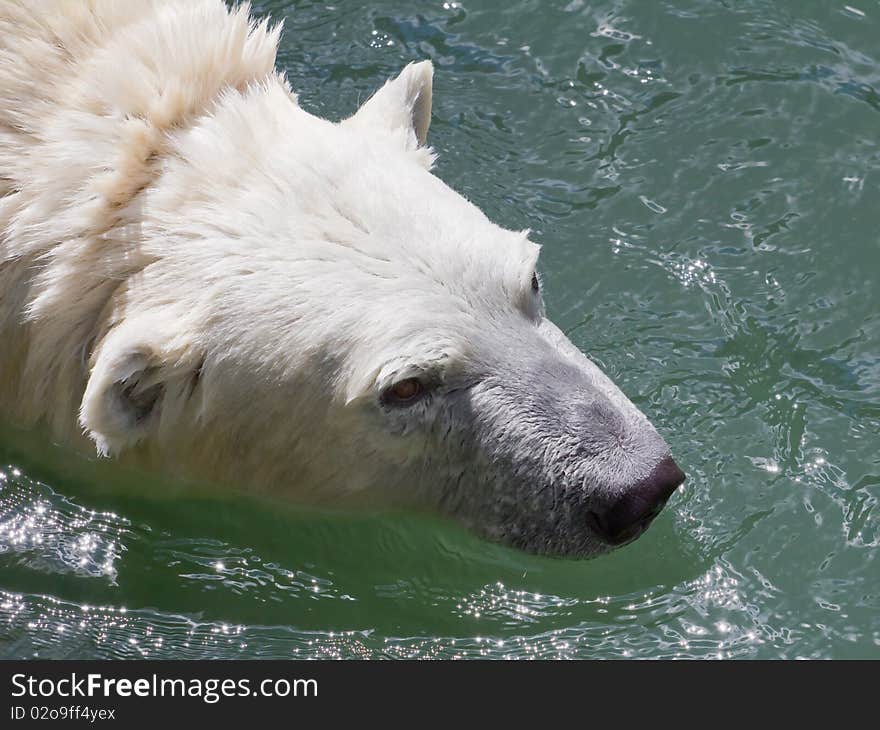 Polar Bear.