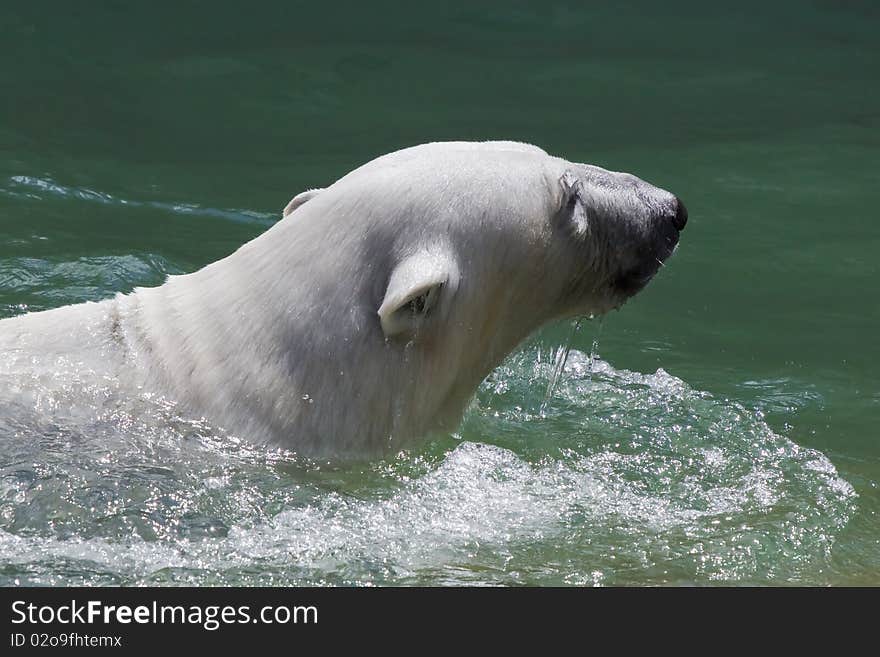 Swimming Polar Bear