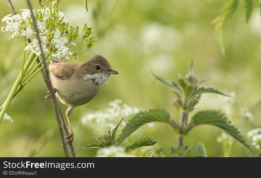 Whitethroat bird on a flower. Whitethroat bird on a flower