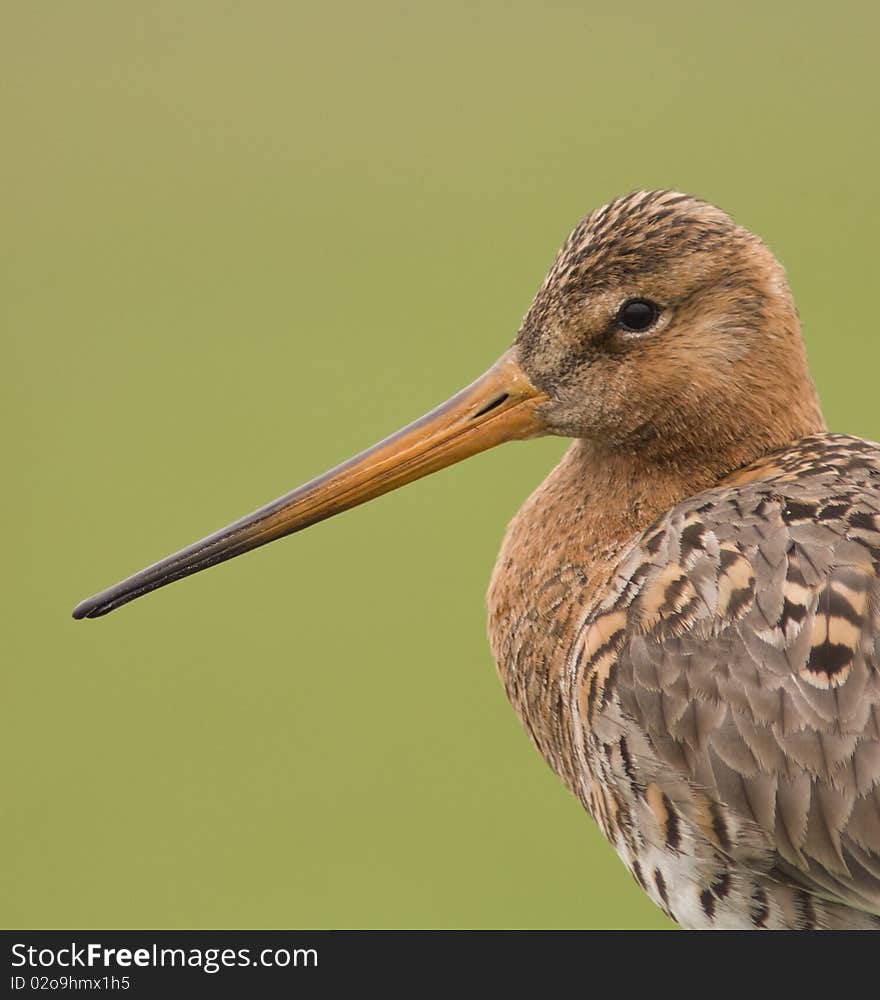 Godwit close up portrait