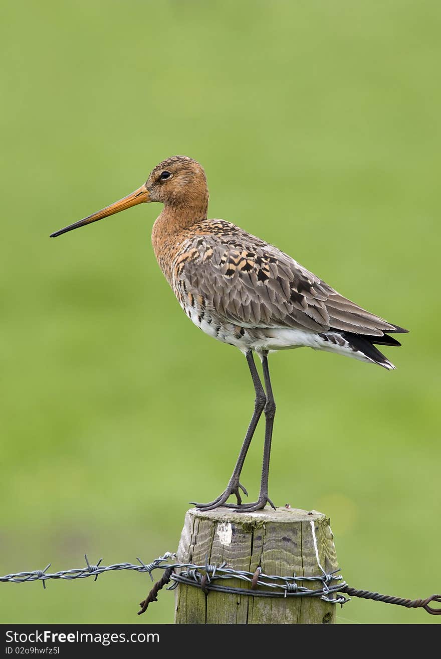 Godwit On A Pole