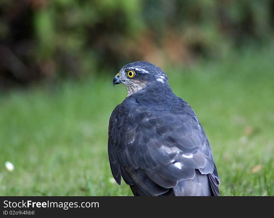 Sparrow hawk