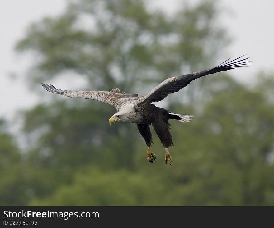 White-Tailed Eagle