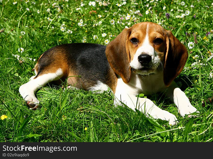 Funny beagle puppy in  park