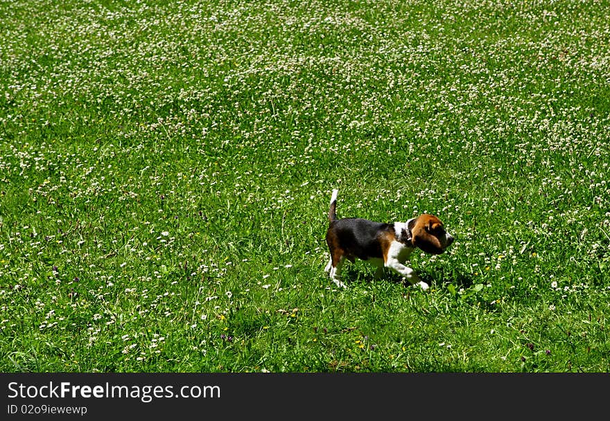 Funny beagle puppy in the park