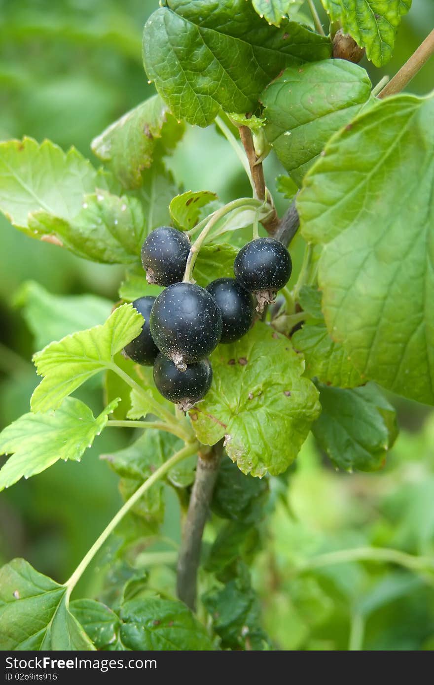 Berries   Currant   Branch