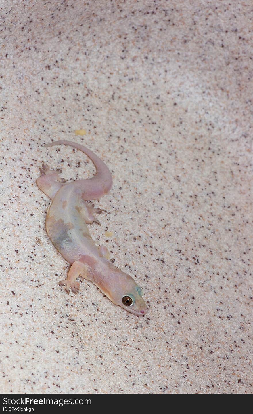 A Pale House Gecko on a Sink Background. A Pale House Gecko on a Sink Background