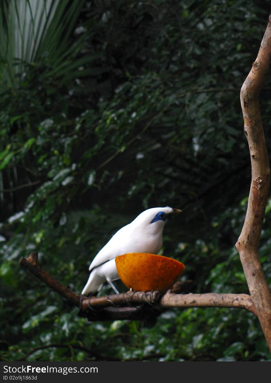 Blue Eyed Bird