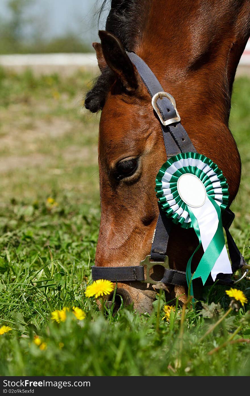 Pony with green rosette, eating grass